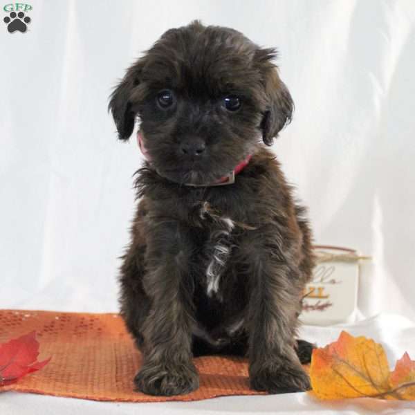 Sidney, Yorkie Poo Puppy